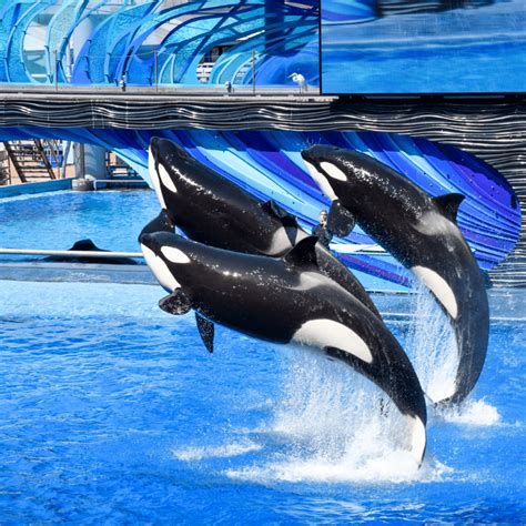 SeaWorld Orlando Parking: Everything You Need to Know in 2024 - Urban Tastebud