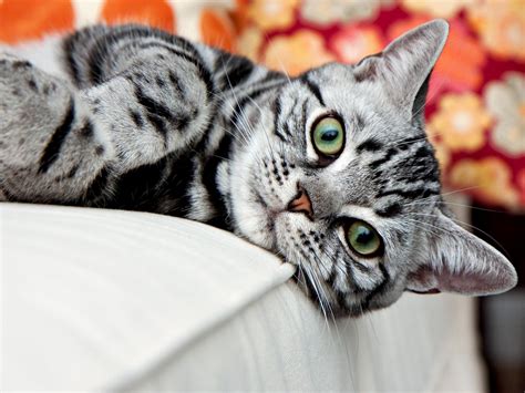 Silver Classic Tabby, American Shorthair | American bobtail cat, American shorthair cat, Silver ...