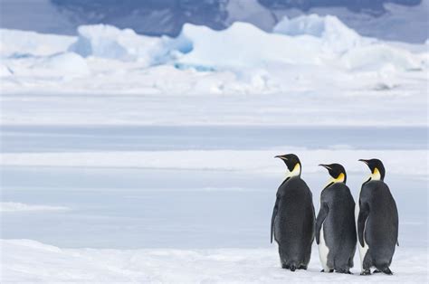 March of the Penguins 2 Photos and Details | POPSUGAR News