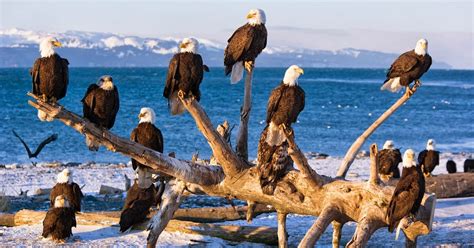 Bald Eagles, Homer, Alaska, Usa - Free Nature Pictures