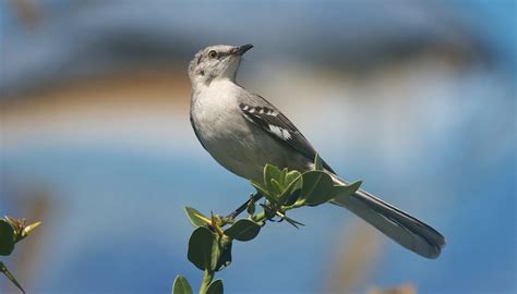 The Tennessee State Bird, Tree and Flower | Sciencing