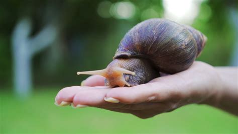 Why African Land Snails Are Dangerous to Humans - YouTube