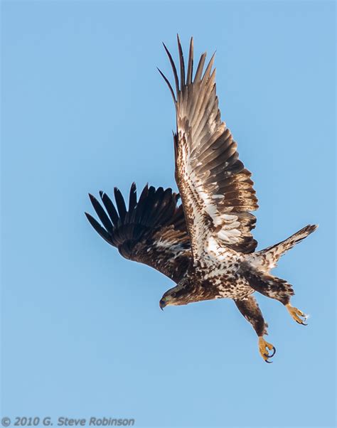 Juvenile Eagle - Pentax User Photo Gallery