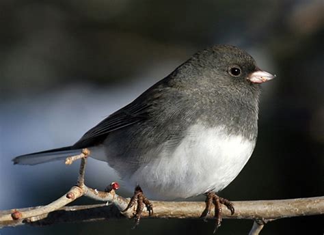 SubletBirdsDark-EyedJunco.jpg