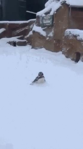 Penguin Winter GIF - Penguin Winter Snow - Discover & Share GIFs