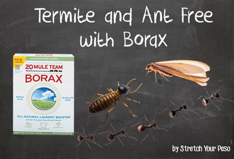 6 DIY Termite Treatments DIY Ready