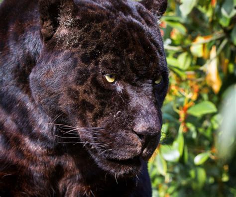 Meet the Americas’ black (big) cat: six facts about black jaguars - WWF.CA