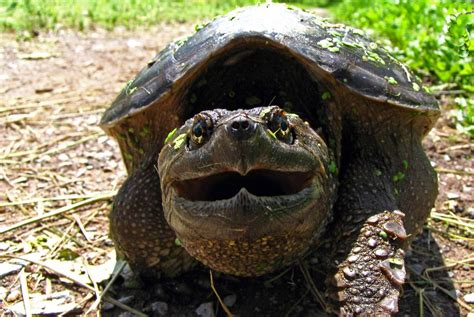 How long do snapping turtles live