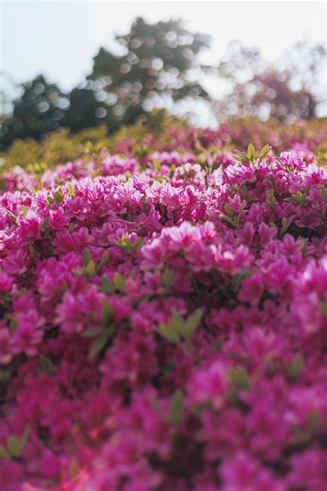 2023 GunPo Azalea Festival on Behance