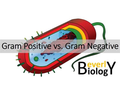 Gram Positive Bacteria Structure