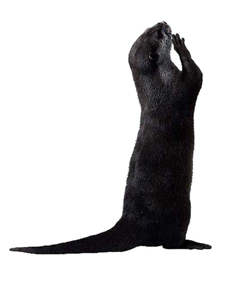 Otter PNG Picture PNG, SVG Clip art for Web - Download Clip Art, PNG ...