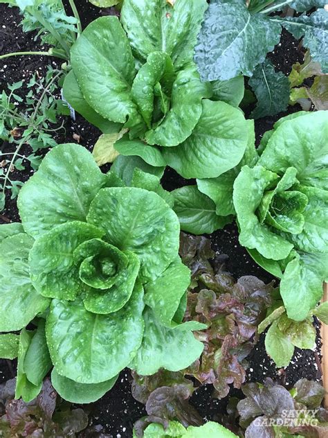 Growing Romaine Lettuce: A Guide From Seed to Harvest