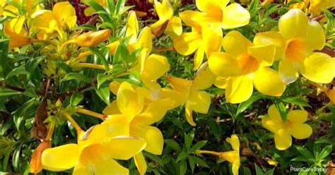 Is The Allamanda Plant Poisonous?