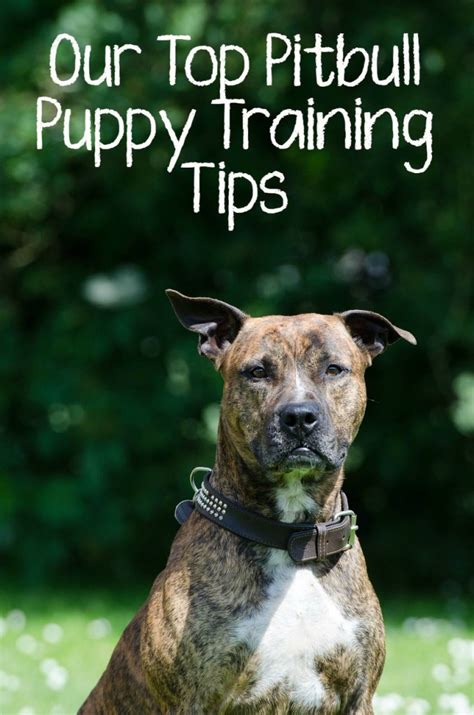 Our Top Pitbull Puppy Training Tips - DogVills