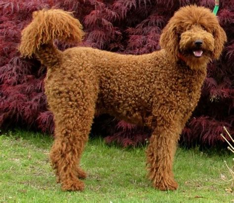 Revolution Zig Zag - Our Small Red Standard Poodle Stud | Anjing ...