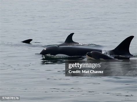 Orca Pod High-Res Stock Photo - Getty Images