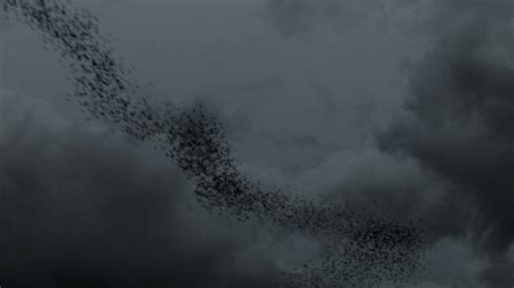 Bat Swarm, Stock Footage | VideoHive