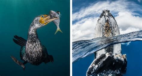 See The Winners Of The 2018 Underwater Photographer Of The Year Awards