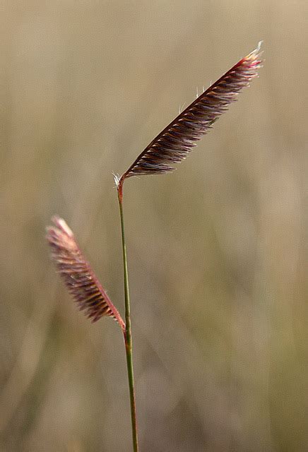 Blue Grama Grass State Grass | State Symbols USA