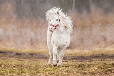 Shetland Pony » Horse Breed Profile » Facts, Colors, Pictures