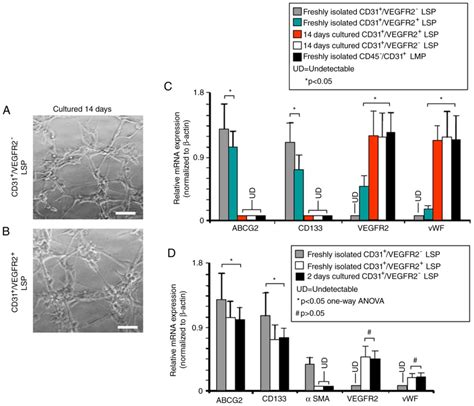 Differentiation of CD45‑/CD31+ lung side population cells into ...