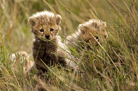 Adorable Cheetah Cubs Doing Their Best to Stay Hidden in the Tall ...