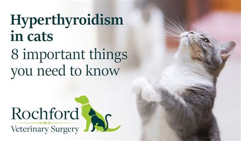 Hyperthyroidism In Cats Liquid Medication - FEQTUZY