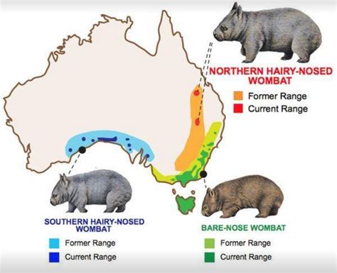 Zombie Wombats And Where To Find Them