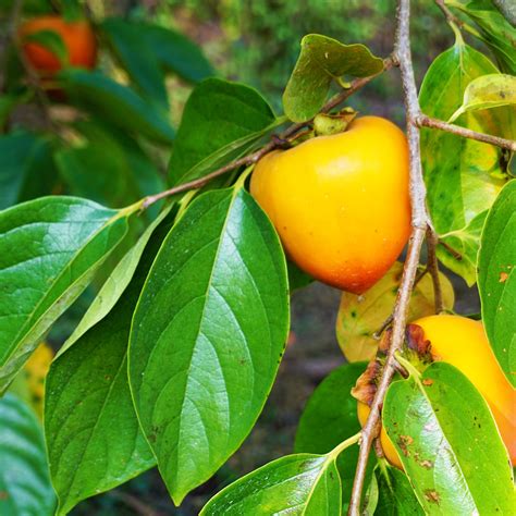 一般社団法人内子町観光協会 - Persimmons are in season!...