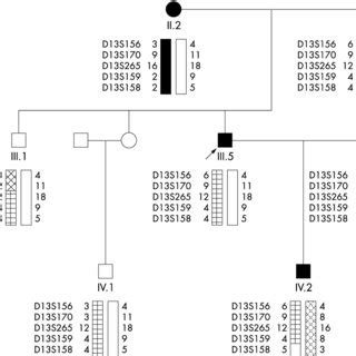 Haplotype analysis in family A. The markers and haplotype data are from... | Download Scientific ...