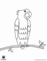 Parrot Coloring Page  Little Sprout Art Learning Lab sketch template