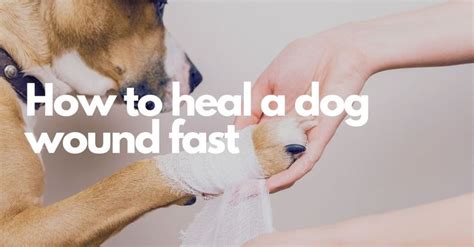 How to Heal A Dog Wounds Fast Dog Wound Ointment, Healing Ointment, Dog ...