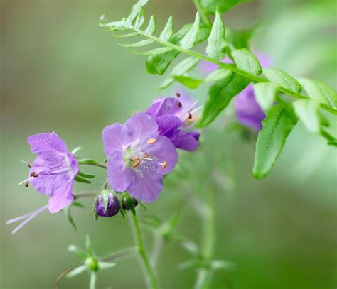 Purple Phacelia – VIRGINIA WILDFLOWERS