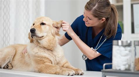 What does a veterinarian do? - CareerExplorer