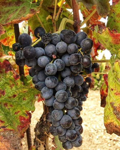 Nero d’Avola, the world-famous Sicilian wine. Discover Sicily!