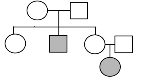 Pedigrees Practice - Pedigrees Practice - Human Genetic Disorders