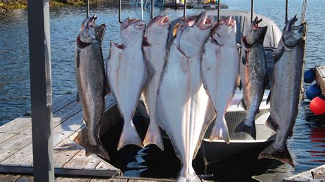 Halibut Fishing Ketchikan Alaska | Chinook Shores Lodge