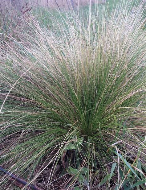 Identification of serrated tussock in Victoria