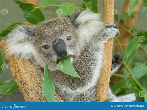 Koala Eating Eucalyptus Leaves Stock Image - Image: 2798093