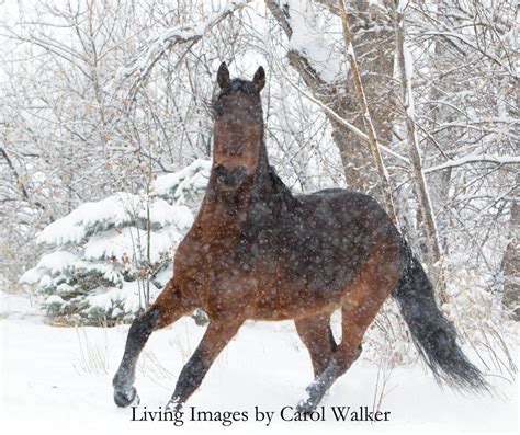 Horse Photography: Photographing Horses in the Snow Part 1 - Happy ...