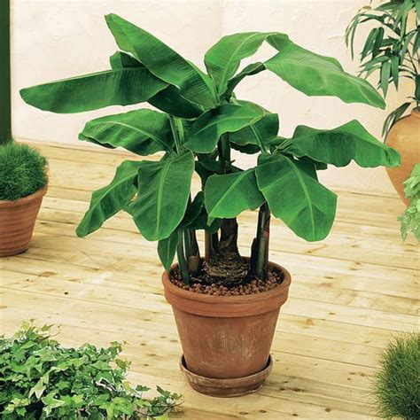 How to Grow and Care for a Banana Plant in 2020 | Plants, Banana plant indoor, Banana plants