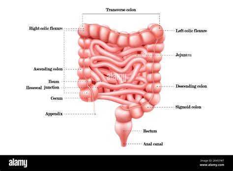 Intestine anatomy. Human body digestive system bowel infographic with ...