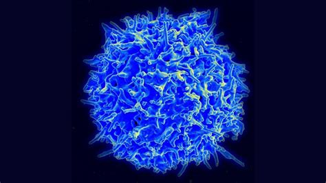 Killer T-cells are capable of destroying certain cancer cells - Sciworthy