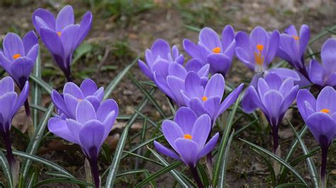 Purple Crocuses Wallpapers - Wallpaper Cave