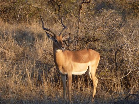 Austin to Africa. : Mokolodi Nature Reserve