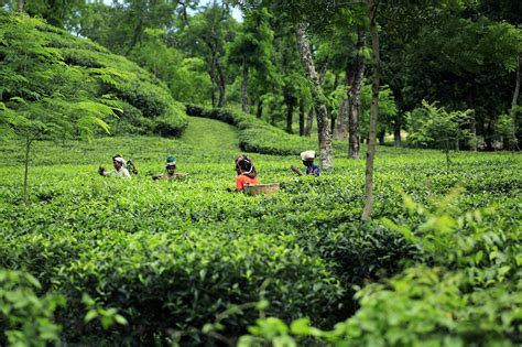 Bangladesh Tea Garden Green - Free photo on Pixabay - Pixabay