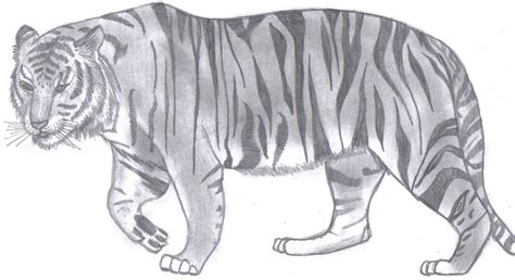 A Basic Bengal Tiger Sketch by yellowpeel on DeviantArt