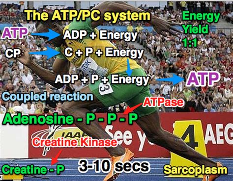 Anaerobic Energy systems ATP-PC - Twynham A Level PE