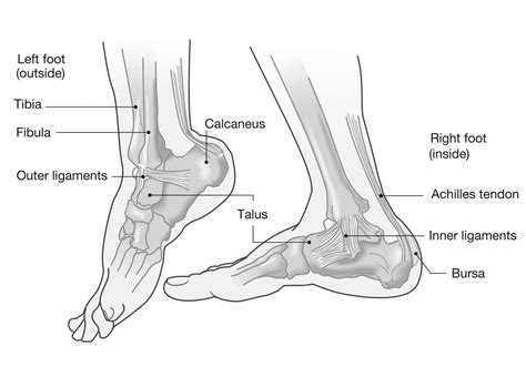 Medial Ankle Ligaments