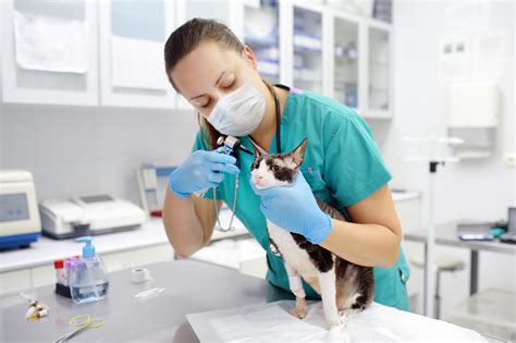 What Is the Best Major for Veterinarian Schools and Careers?